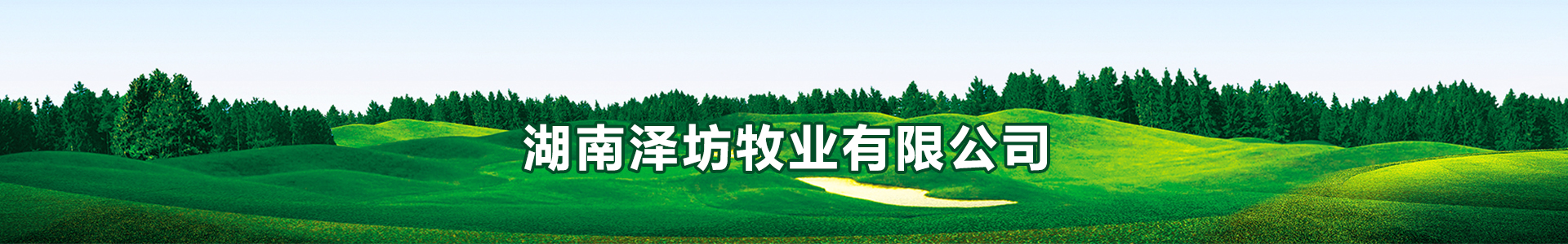 【48812】国庆节台湾甜象草种子欣赏作用